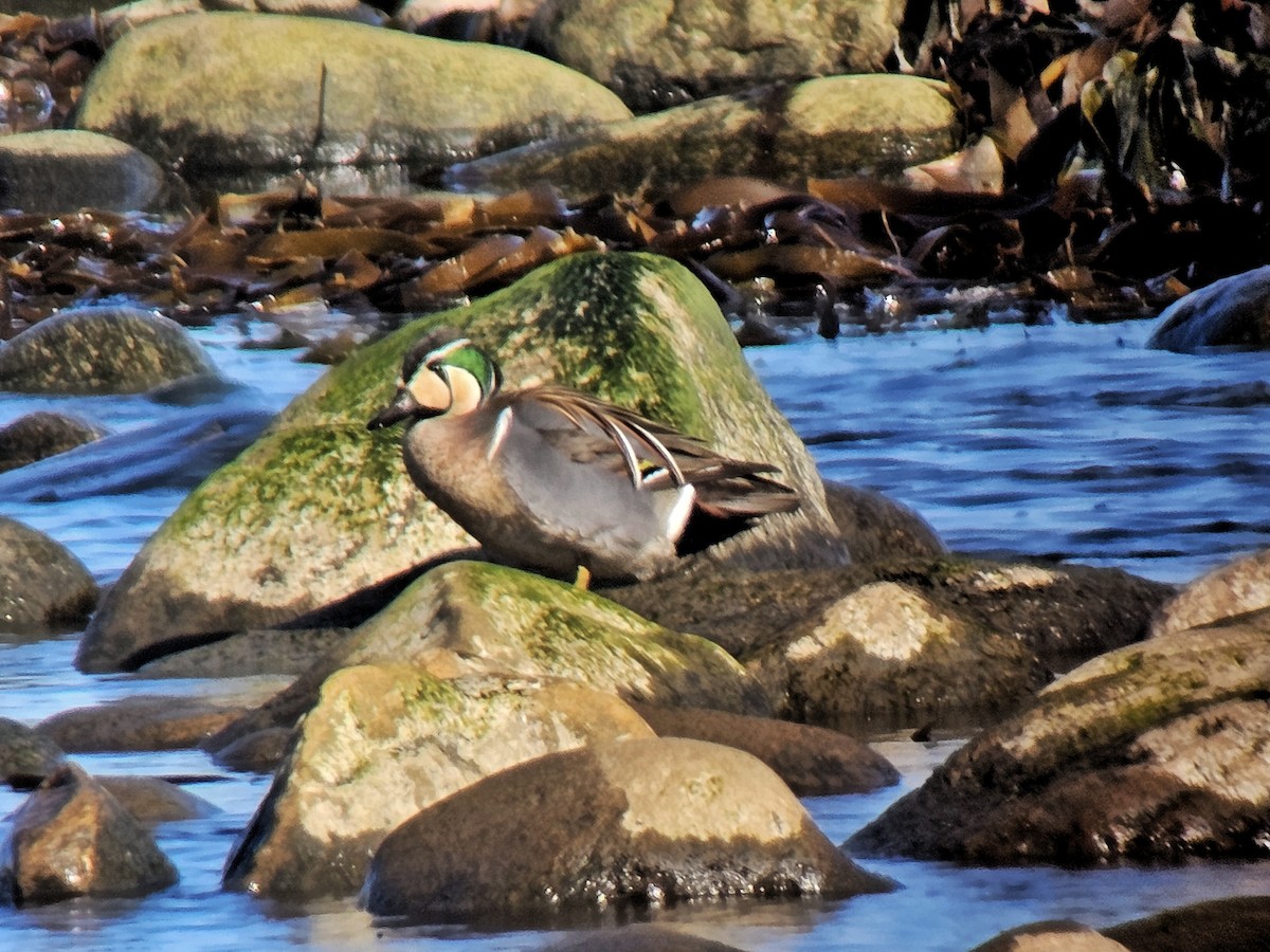 Baikal Teal - ML617726869