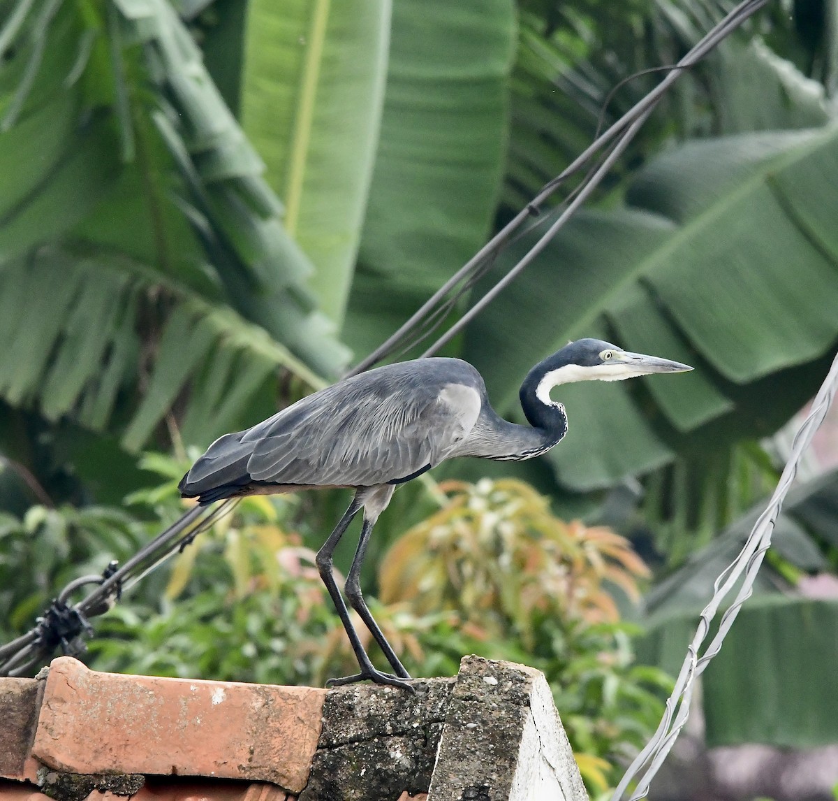 Black-headed Heron - ML617726900