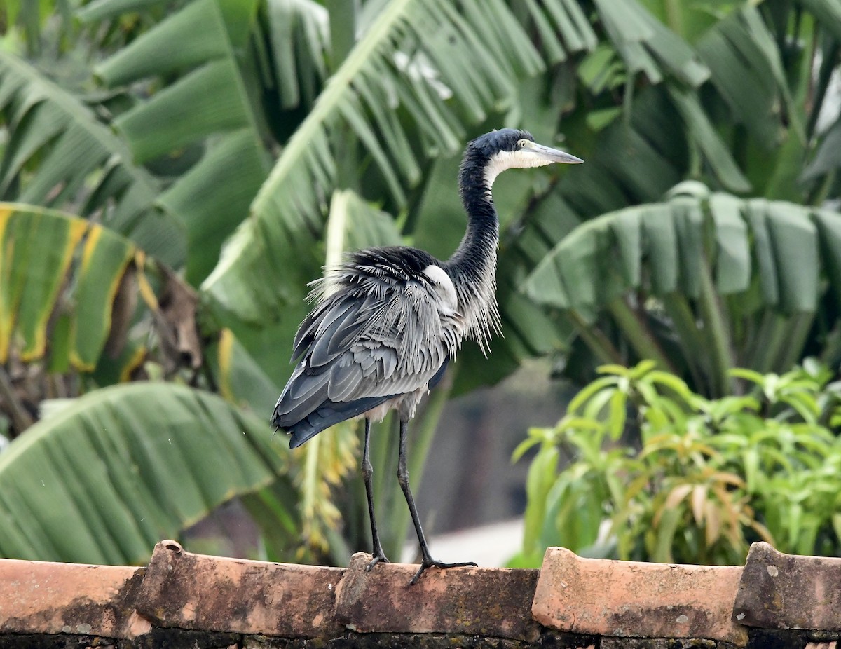 Black-headed Heron - ML617726901