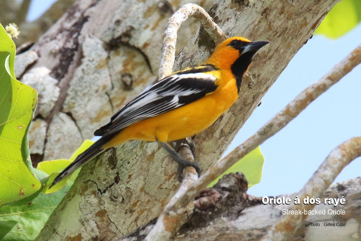 Streak-backed Oriole - Gilles Côte