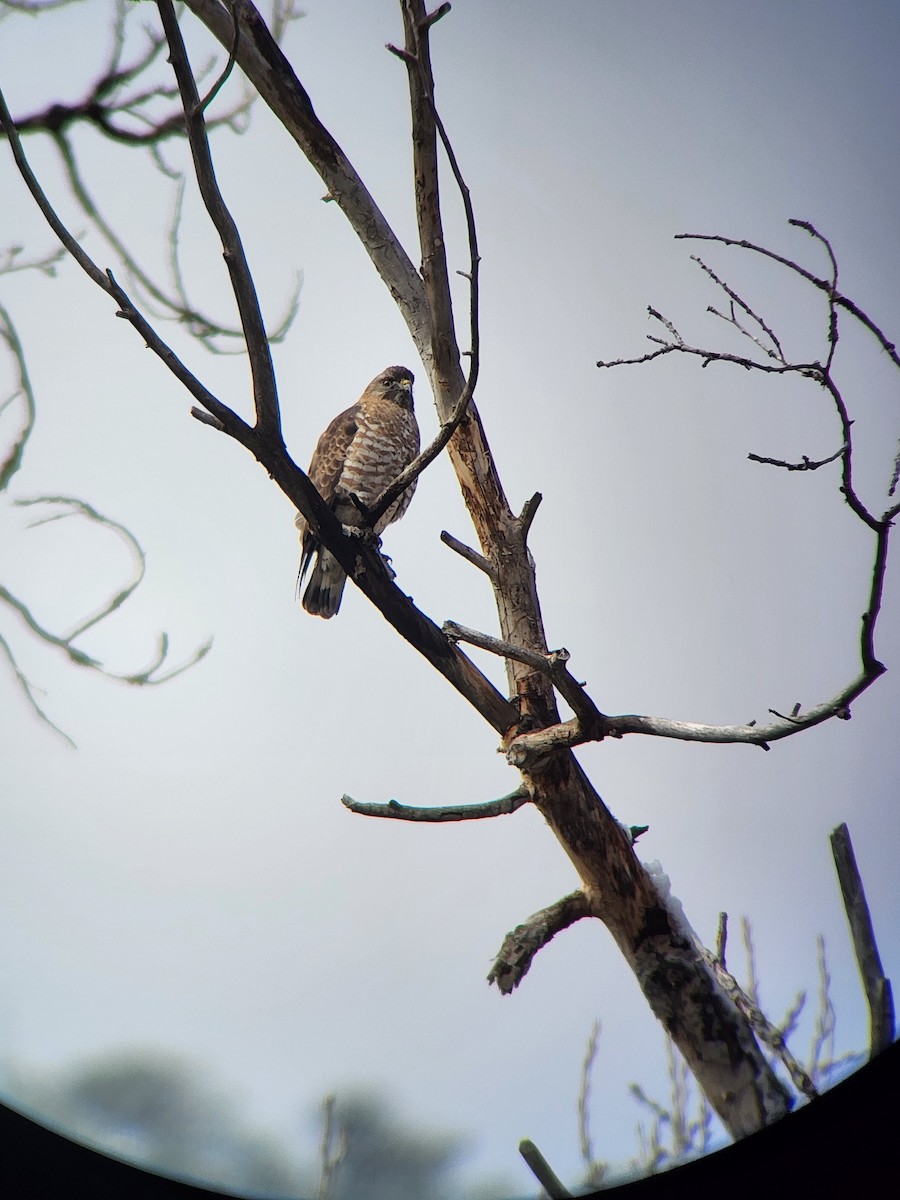 Broad-winged Hawk - ML617726924