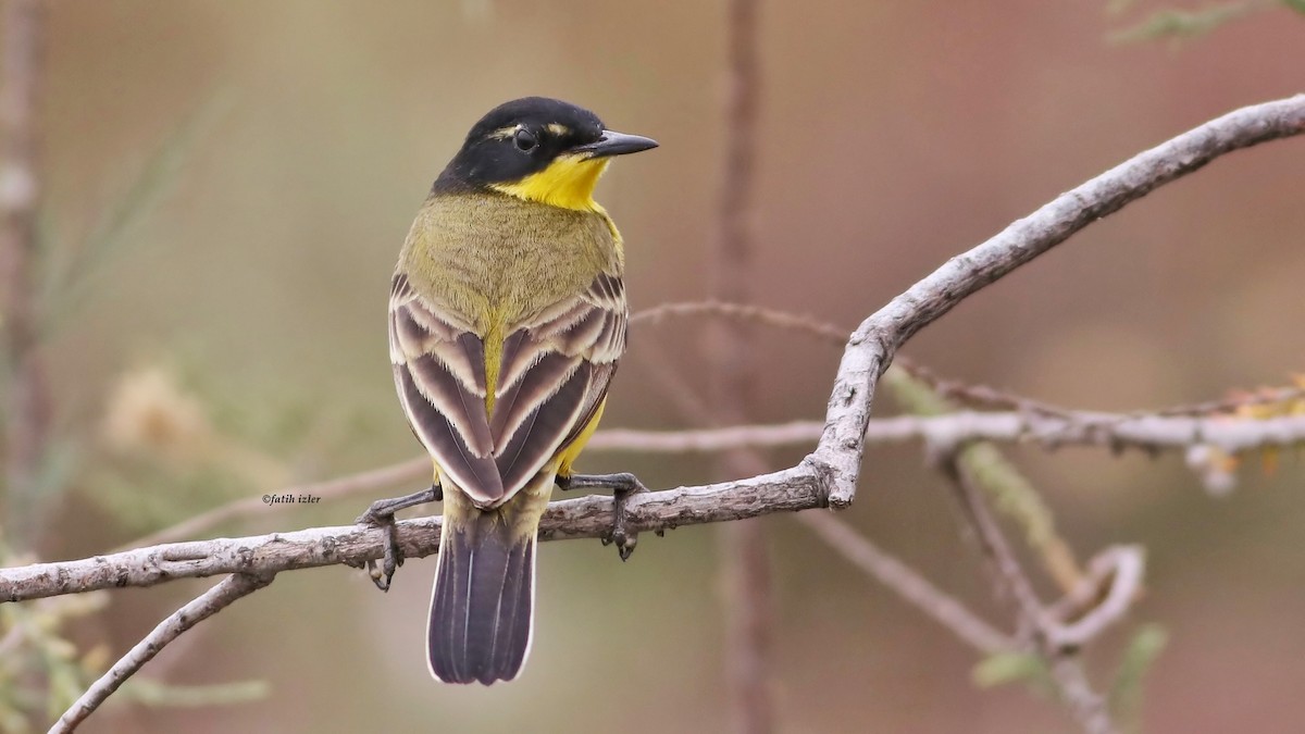 Western Yellow Wagtail (superciliaris-type intergrade) - ML617726946