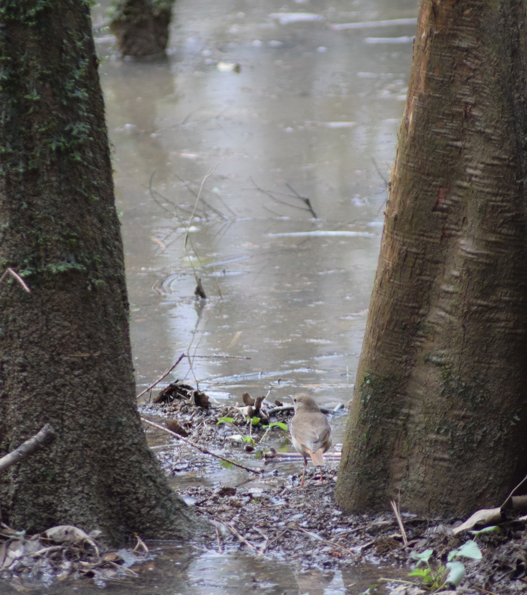 Hermit Thrush - ML617726995