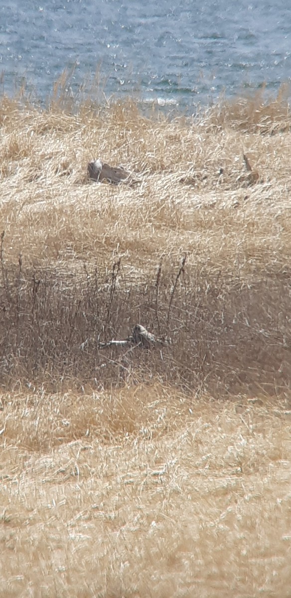 Short-eared Owl - Louis-Martin Pilote