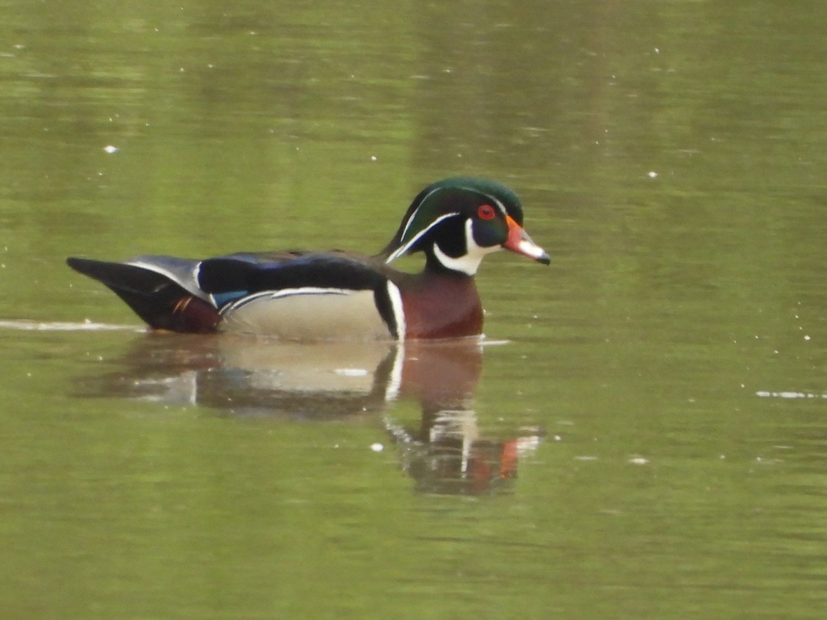 Wood Duck - ML617727097