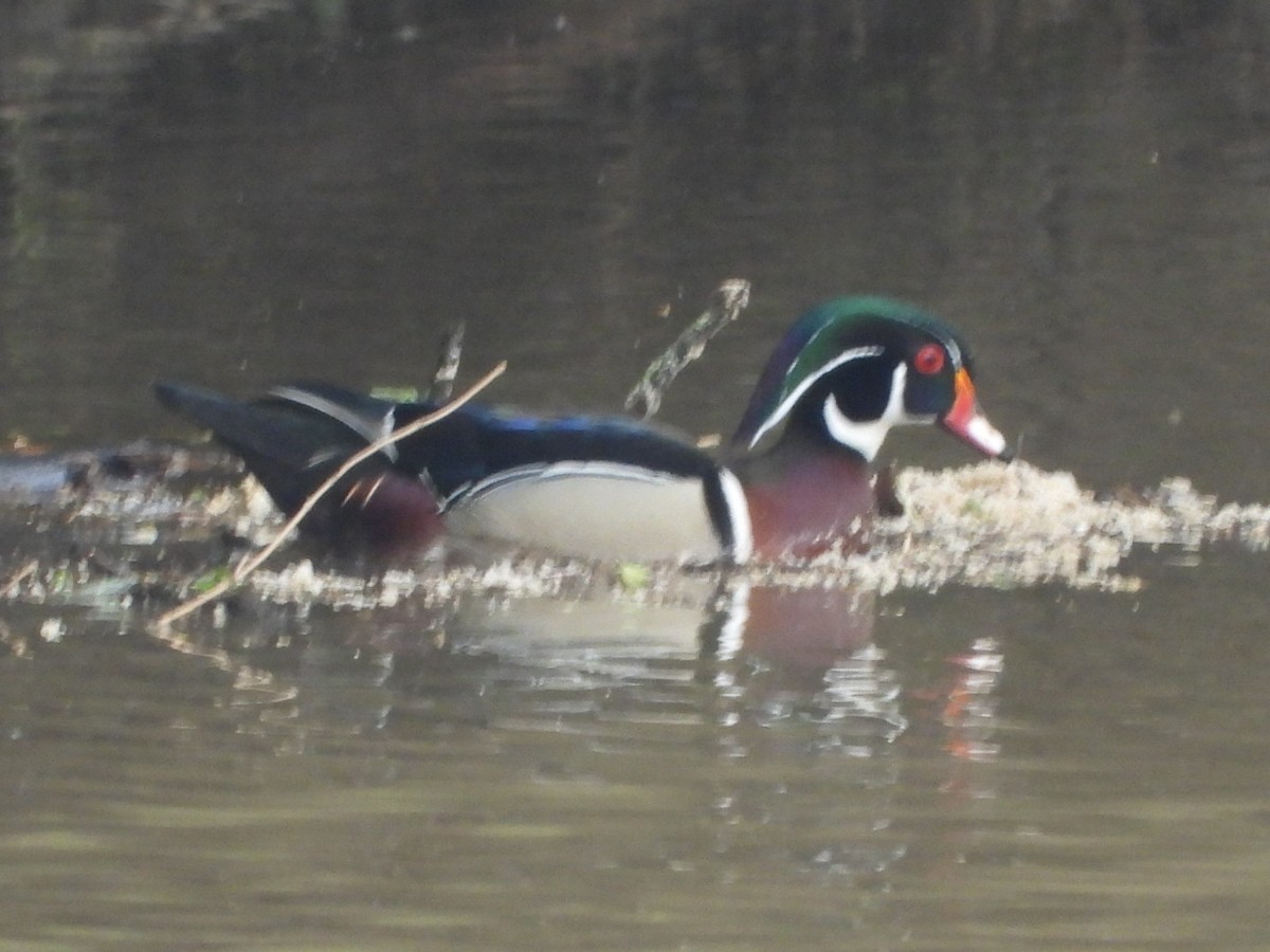 Wood Duck - James Allen