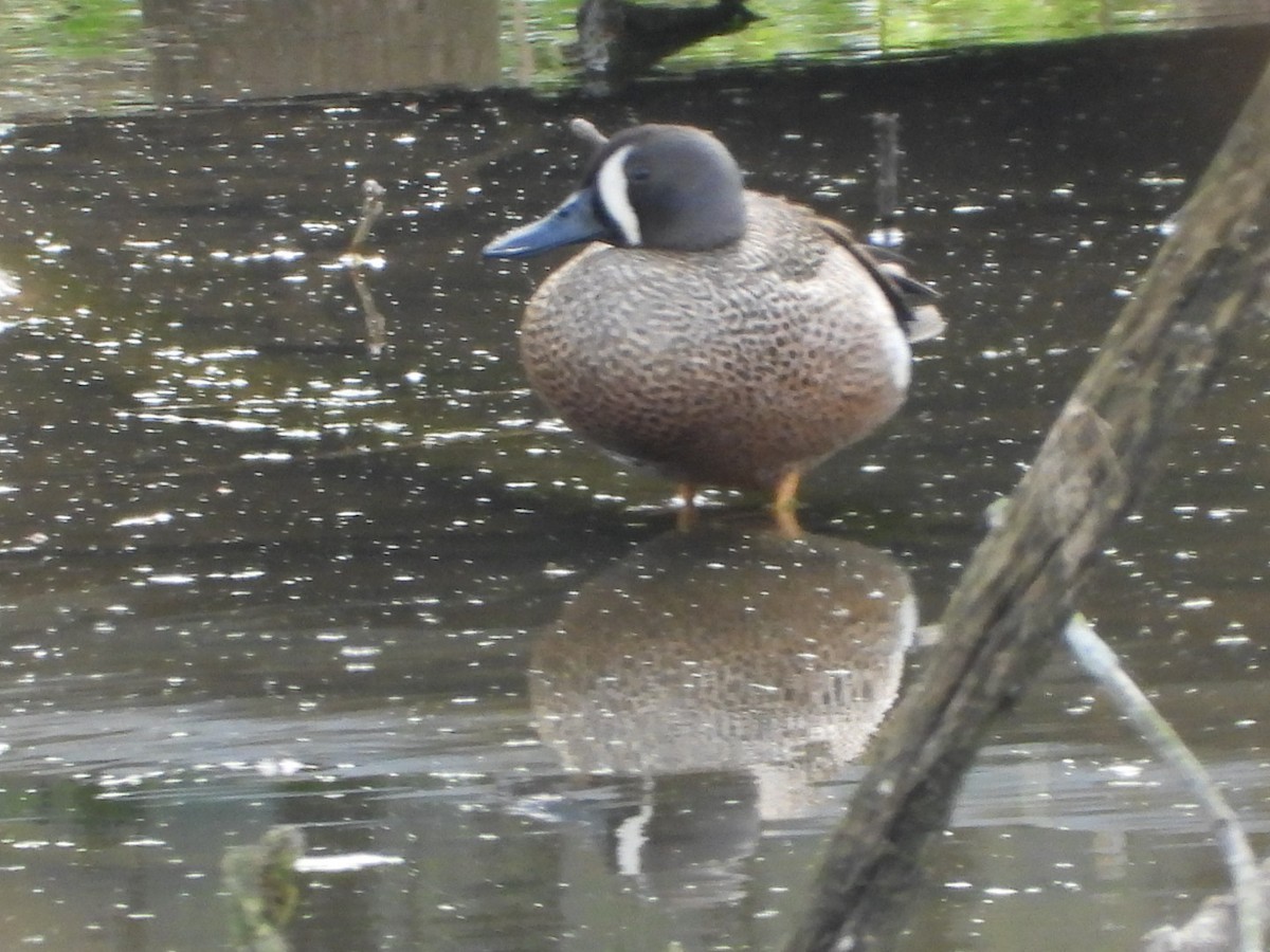 Blue-winged Teal - James Allen