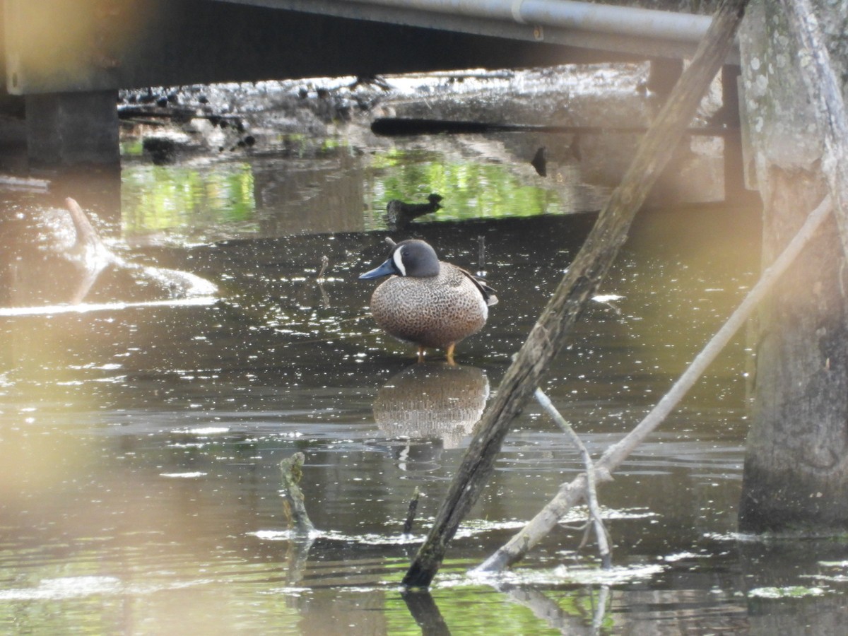 Blue-winged Teal - James Allen