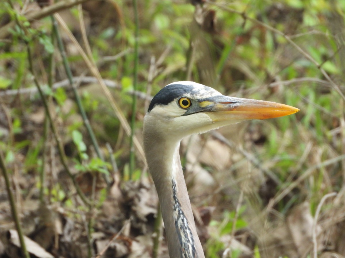 Great Blue Heron - James Allen