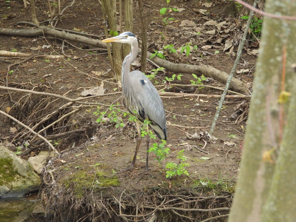 Great Blue Heron - James Allen