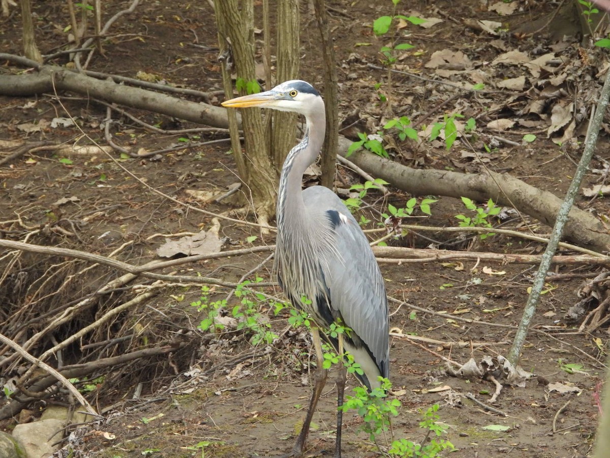 Great Blue Heron - ML617727151