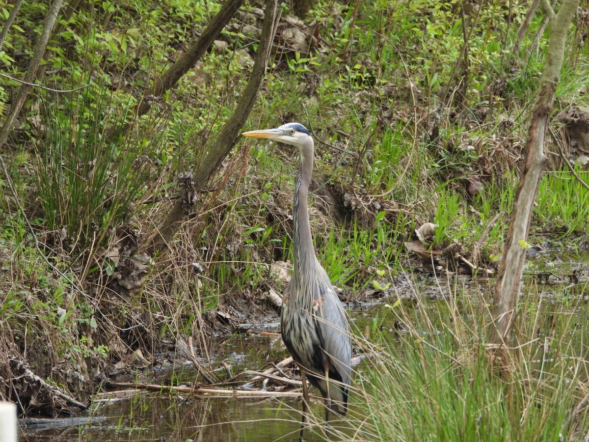 Great Blue Heron - James Allen