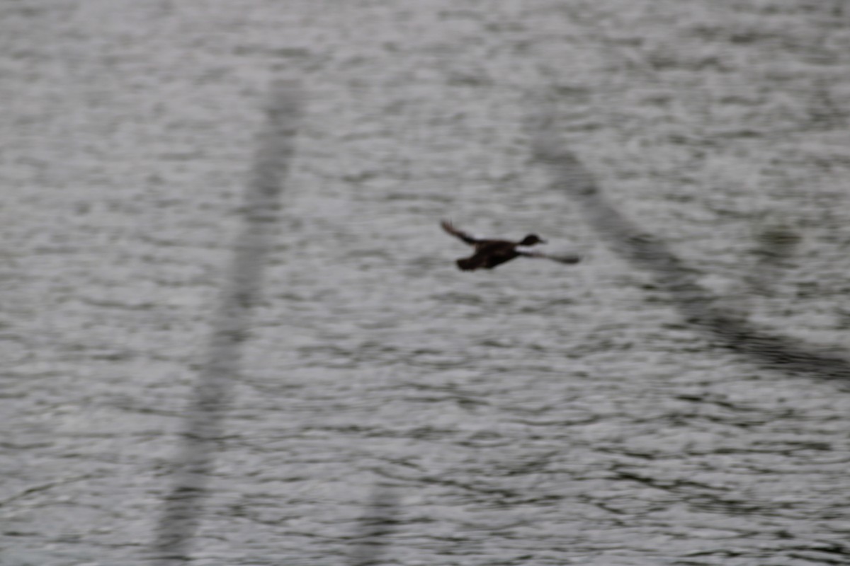 Blue-winged Teal - Gavin Sokel