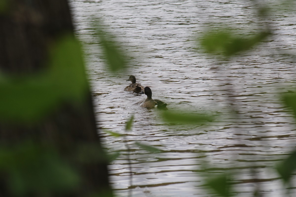 Blue-winged Teal - Gavin Sokel