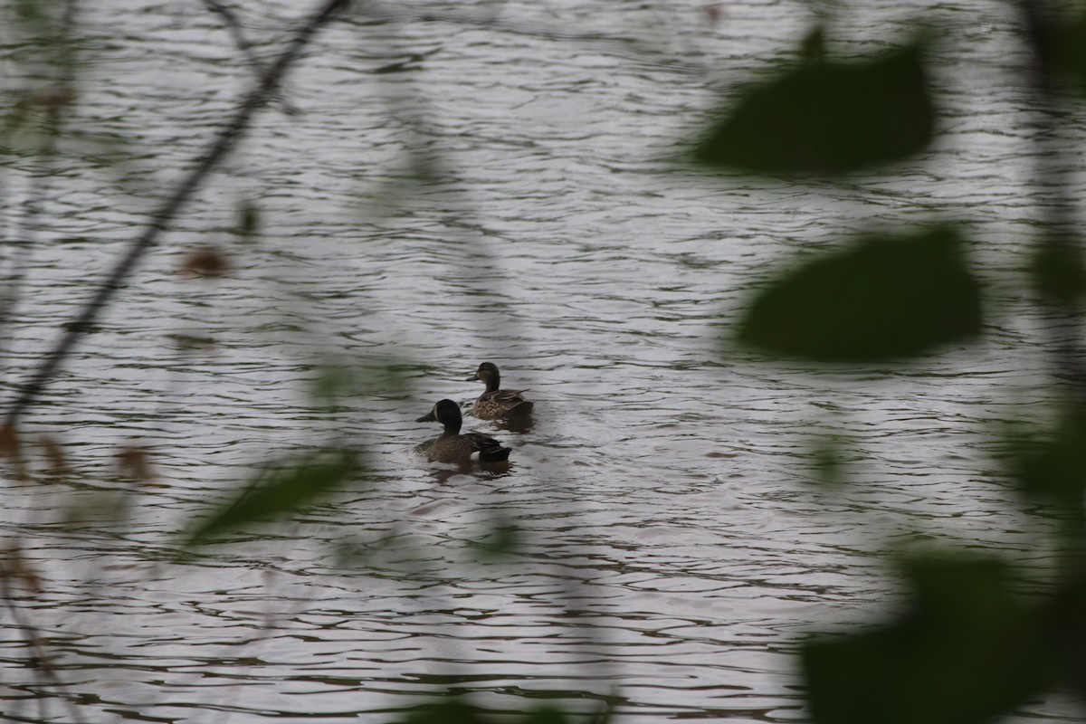 Blue-winged Teal - Gavin Sokel