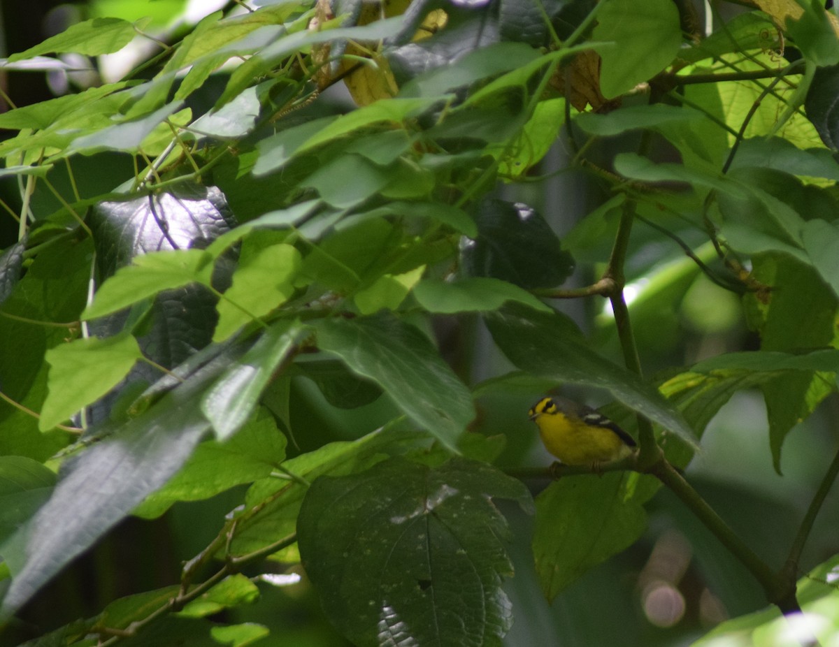 St. Lucia Warbler - ML617727202