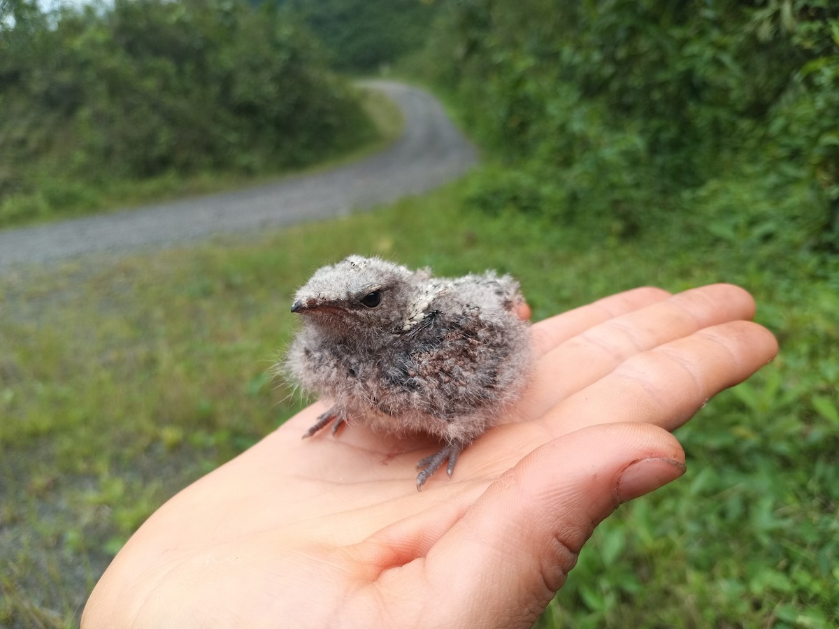 Blackish Nightjar - ML617727207