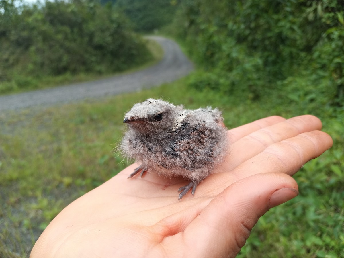 Blackish Nightjar - Antonio Rivadeneira