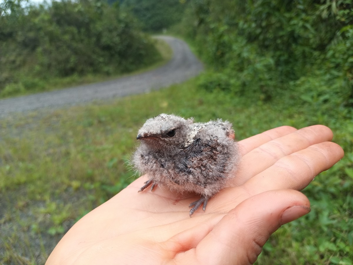 Blackish Nightjar - ML617727213