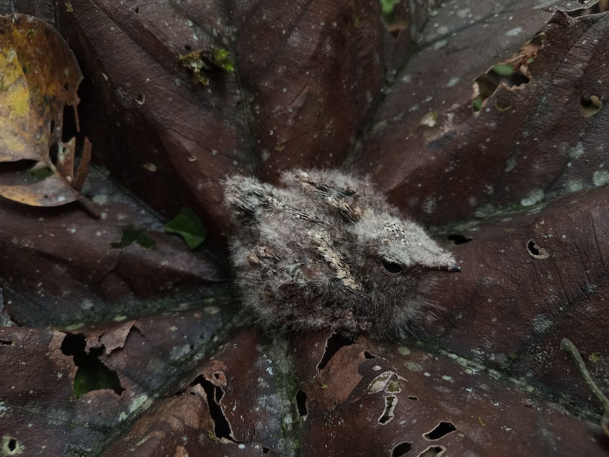 Blackish Nightjar - Antonio Rivadeneira