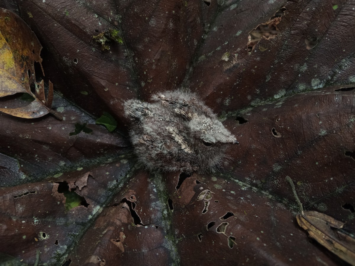 Blackish Nightjar - Antonio Rivadeneira