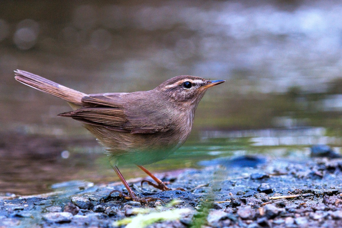 Dusky Warbler - 独行虾 Bird.soong