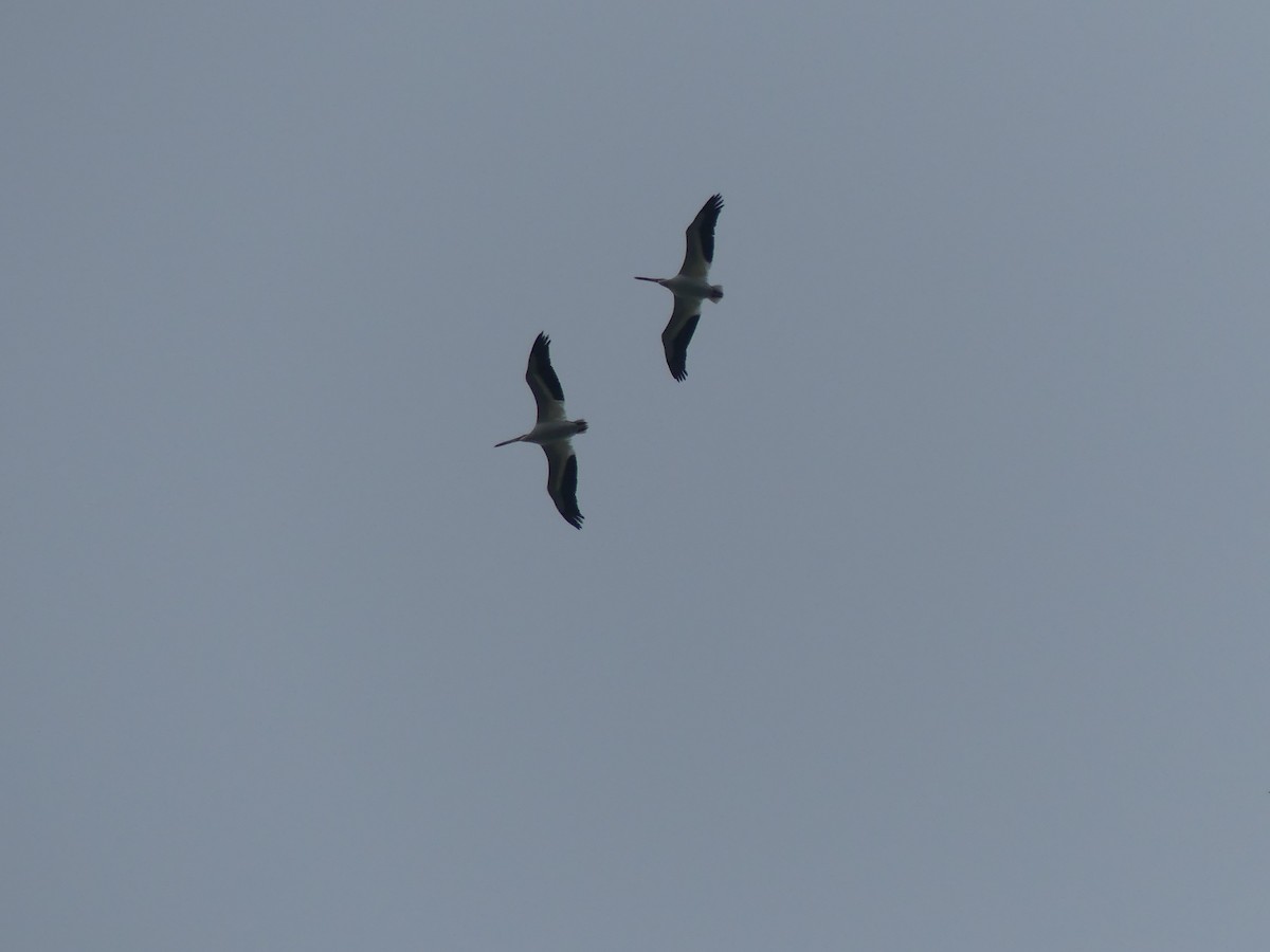 American White Pelican - ML617727236