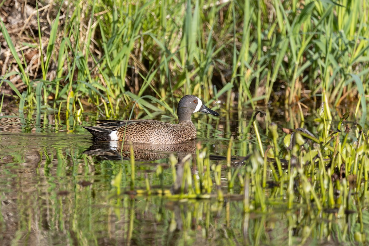 Blue-winged Teal - ML617727282