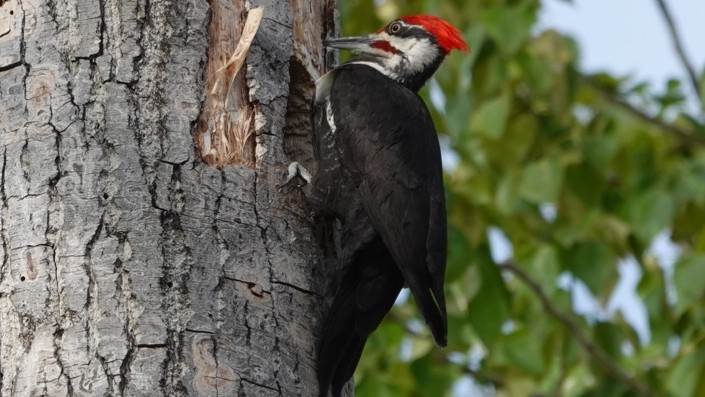Pileated Woodpecker - Tana Coetzer