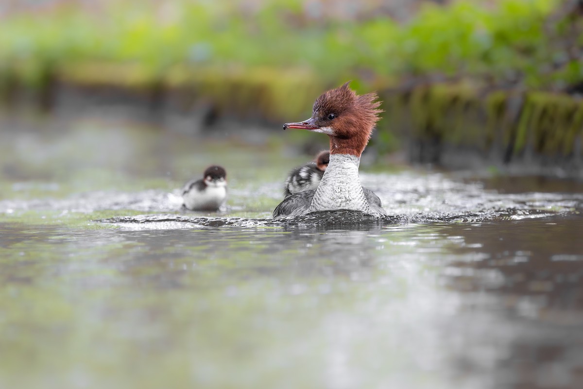 Common Merganser - Marcin Dyduch