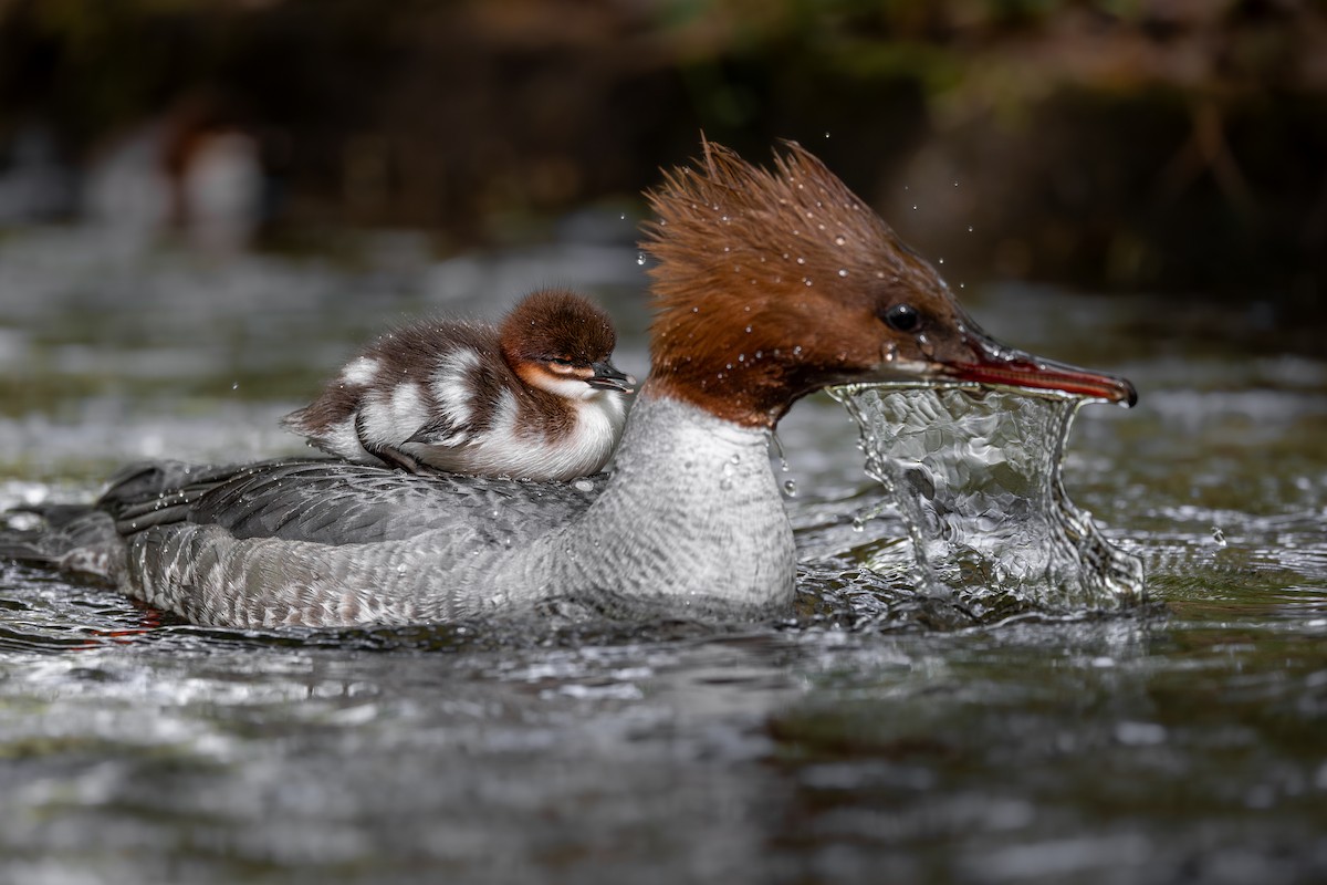 Common Merganser - Marcin Dyduch