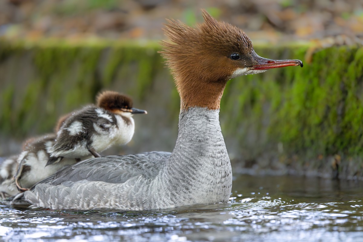 Common Merganser - ML617727301