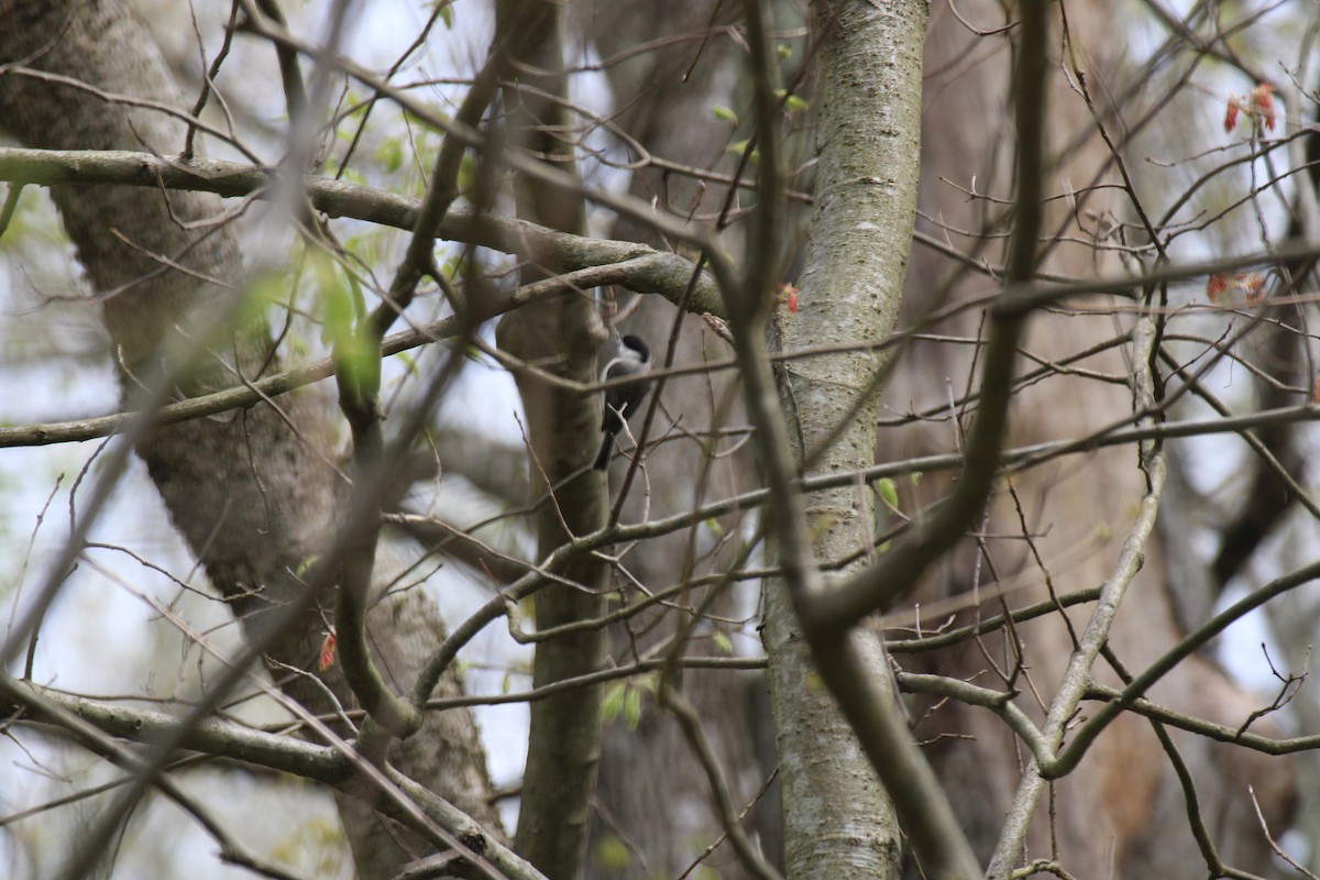 Carolina Chickadee - ML617727304