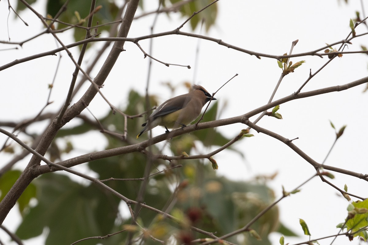 Cedar Waxwing - ML617727322