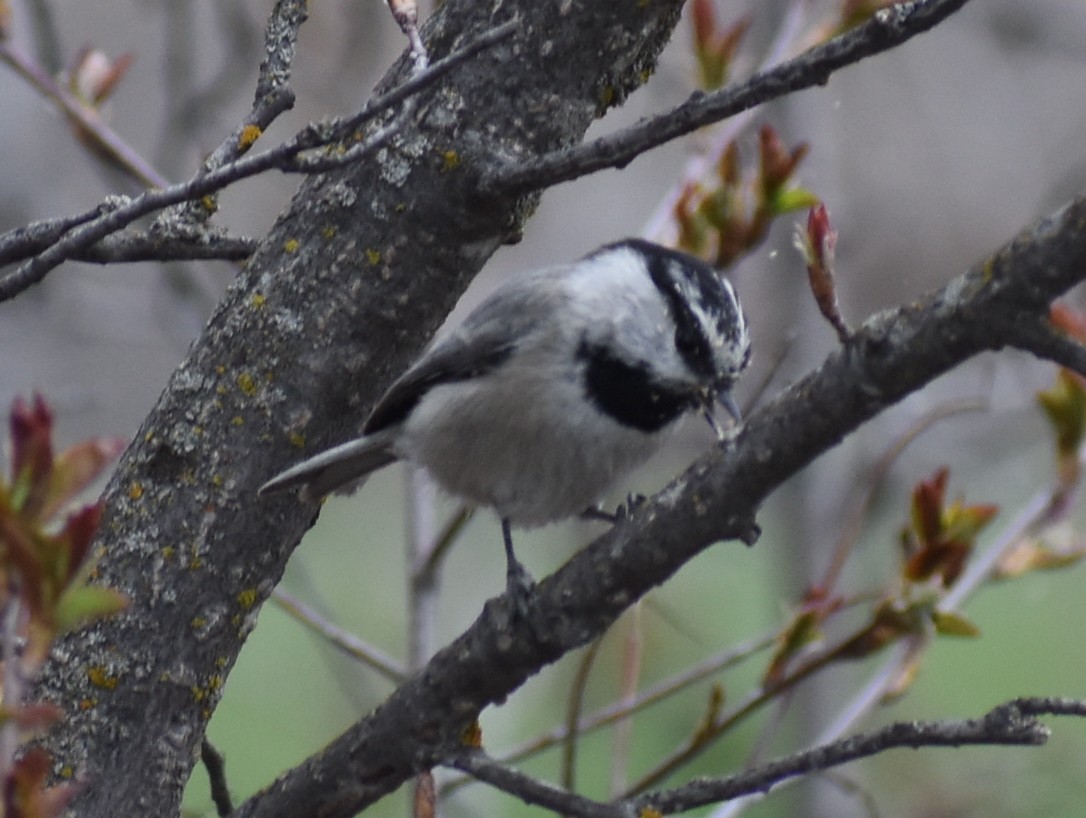 Mountain Chickadee - ML617727323