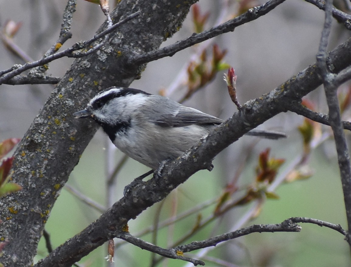 Mountain Chickadee - ML617727327