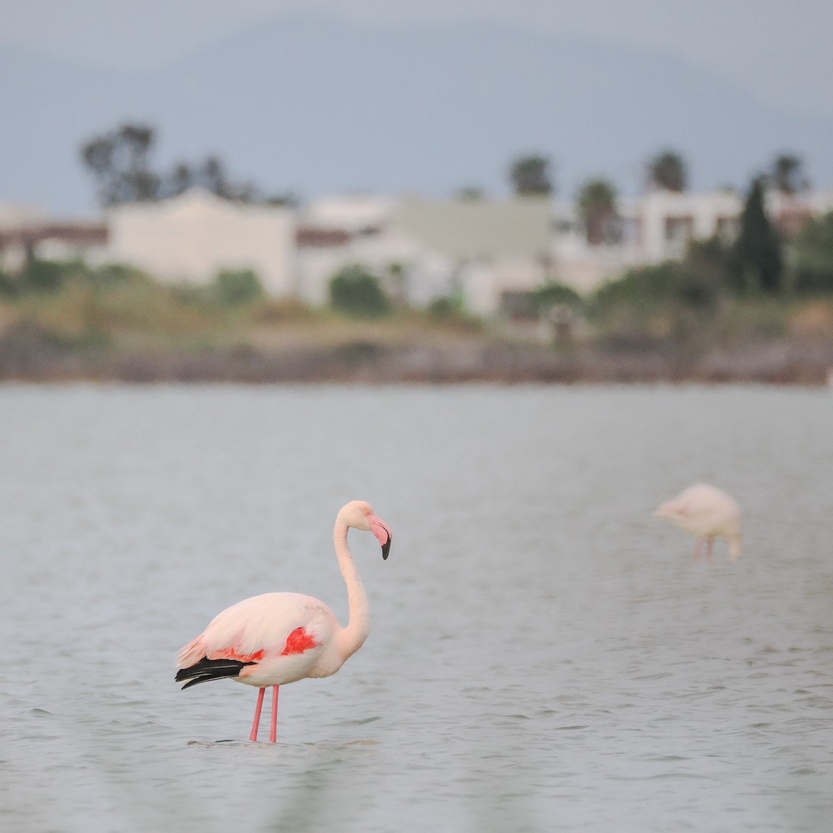 Greater Flamingo - ML617727348