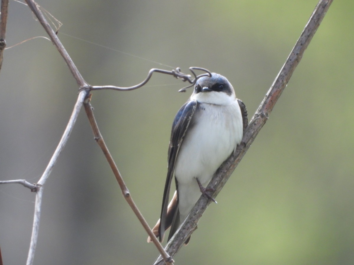 Tree Swallow - ML617727374