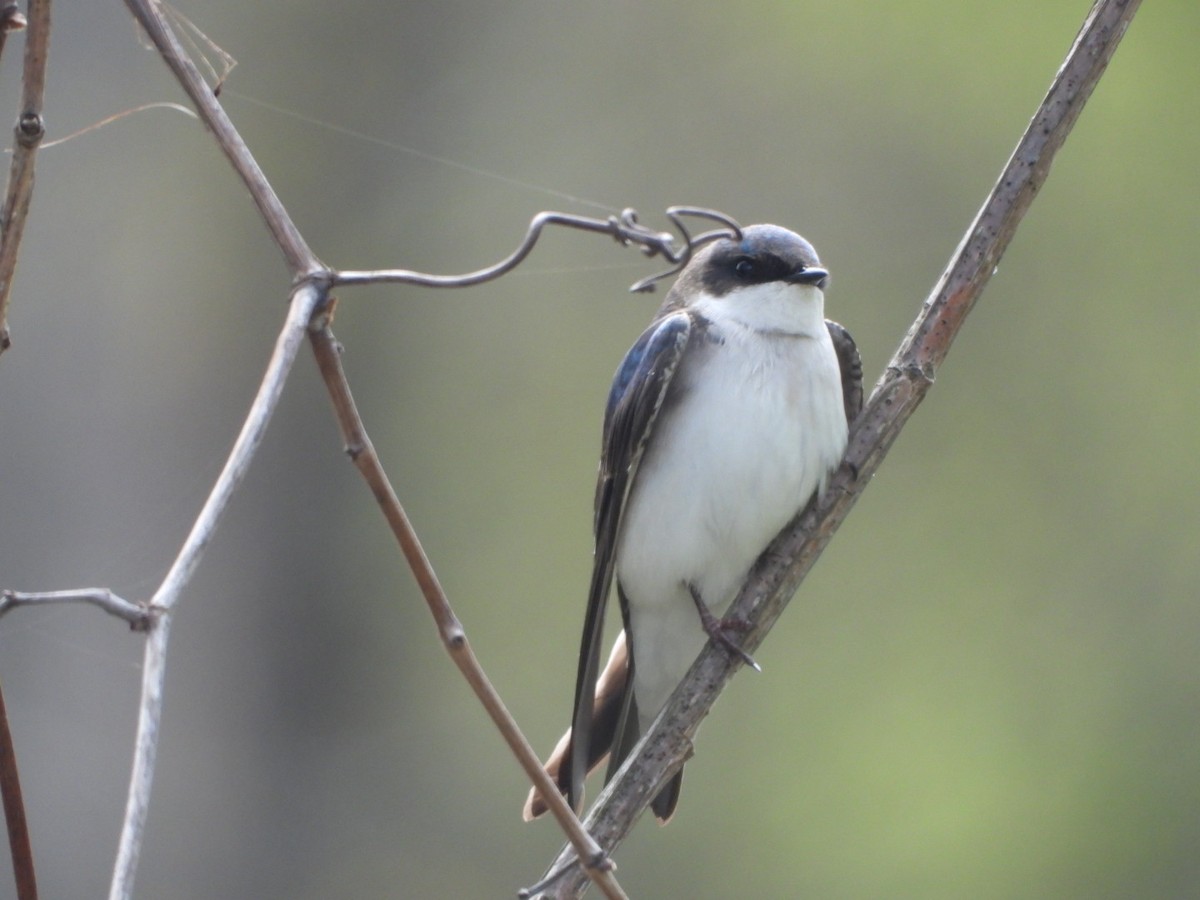 Tree Swallow - James Allen