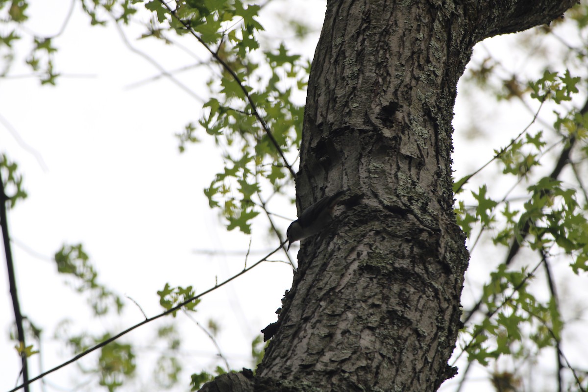 White-breasted Nuthatch - Gavin Sokel