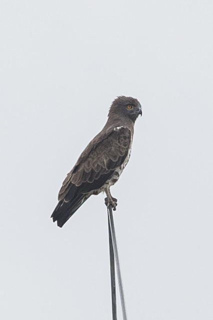 Short-toed Snake-Eagle - ML617727422