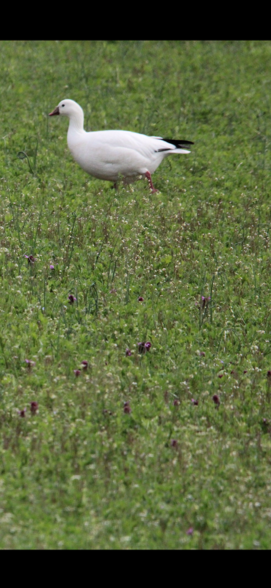 Ross's Goose - ML617727425