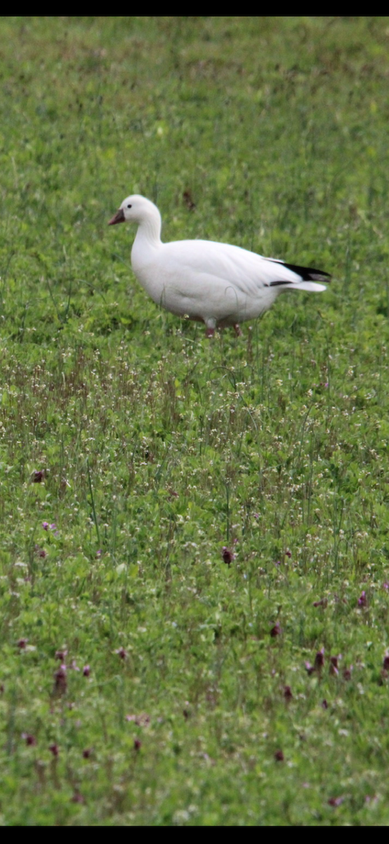 Ross's Goose - ML617727427