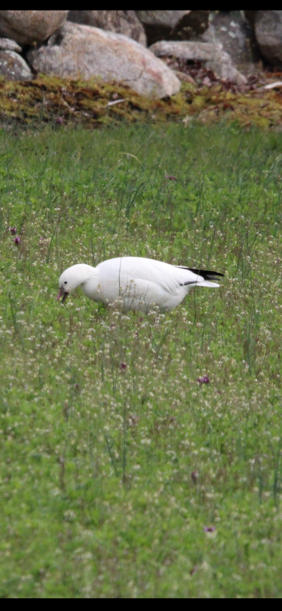 Ross's Goose - ML617727428