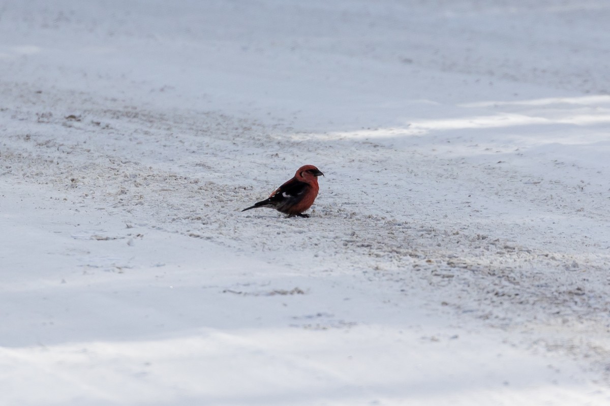 White-winged Crossbill - ML617727429