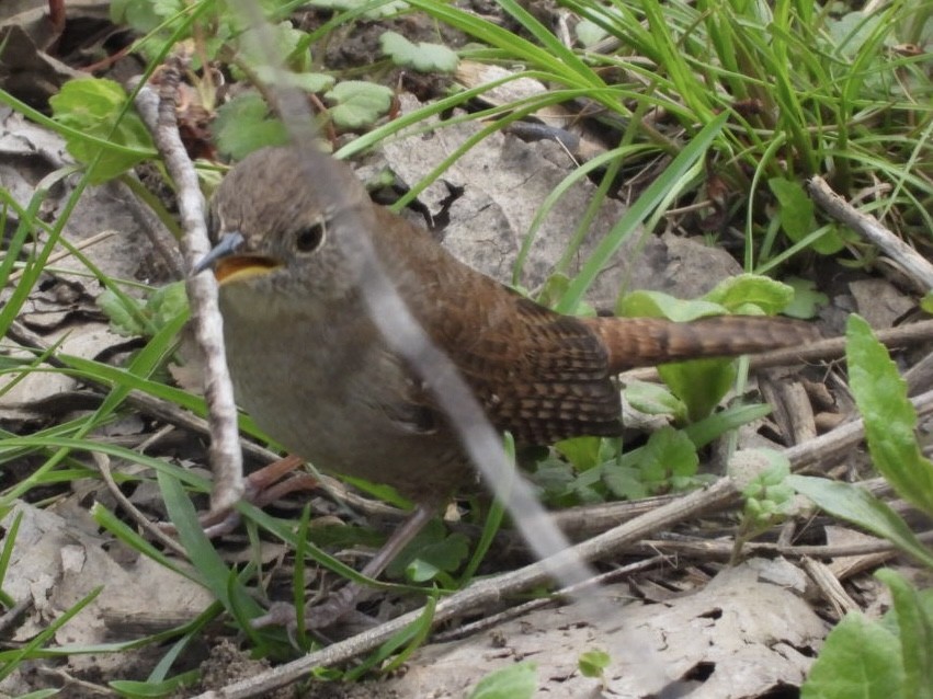 House Wren - ML617727437