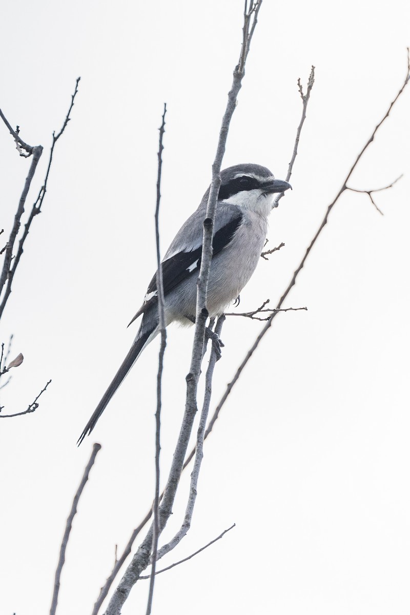 Iberian Gray Shrike - ML617727440