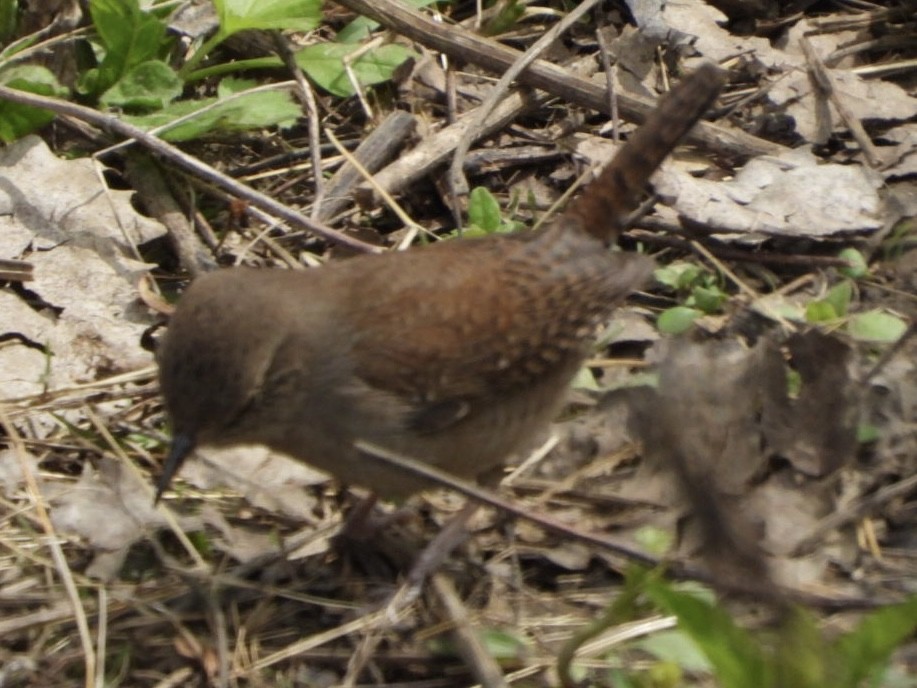 House Wren - James Allen