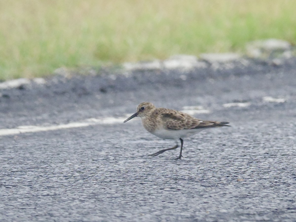 Bairdstrandläufer - ML617727448