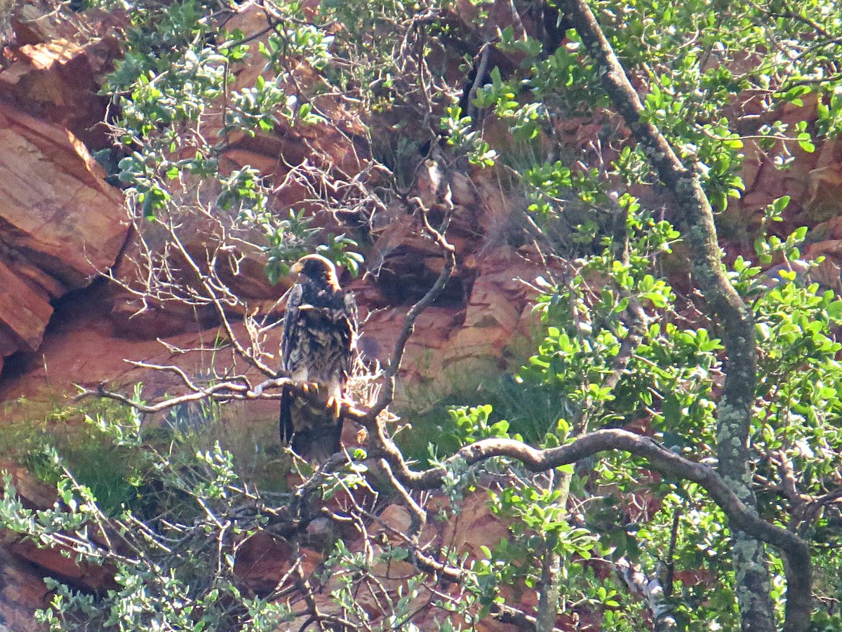 Águila Cafre - ML617727454